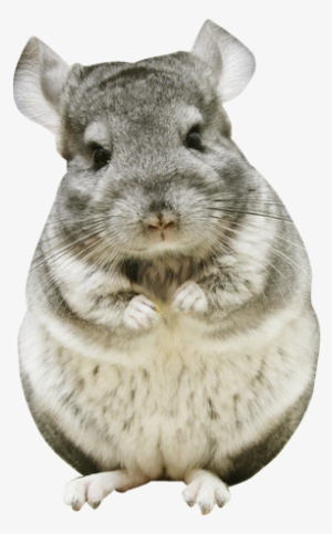 chinchilla png - AbeonCliparts | Cliparts & Vectors