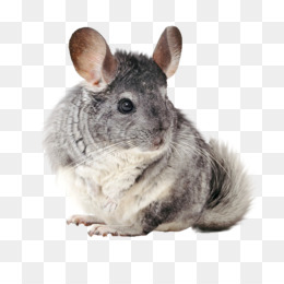 Chinchilla PNG - Chinchilla Rabbit.
