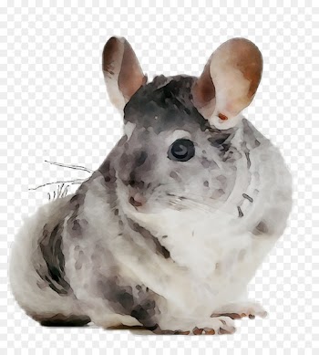 Chinchilla Whiskers Computer mouse Fauna Snout -  