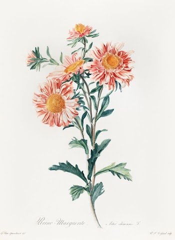 Chinese aster (1800) vintage prints | Free Photo - rawpixel