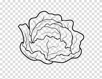 Chinese cabbage Capitata Group Drawing , vegetable transparent background PNG clipart