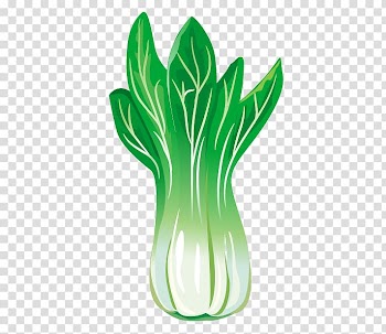 Chinese cabbage Leaf vegetable, Chinese cabbage transparent background PNG clipart