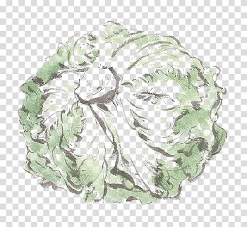 Chinese cabbage Napa cabbage Vegetable, Hand-painted cabbage transparent background PNG clipart