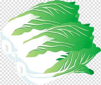 Chinese cabbage Vegetable Napa cabbage Illustration, Cabbage effect element material Free dig transparent background PNG clipart