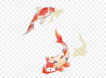 Chinese carp 