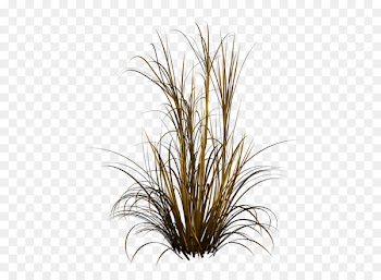 Chinese fountain grass Ornamental grass - others 
