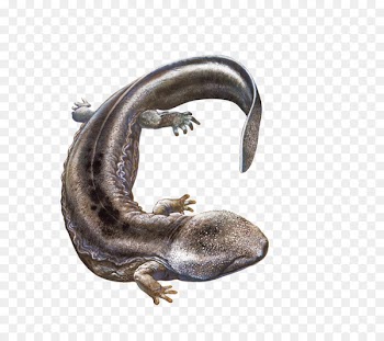 Chinese giant salamander Japanese giant salamander - Giant salamander pictures 
