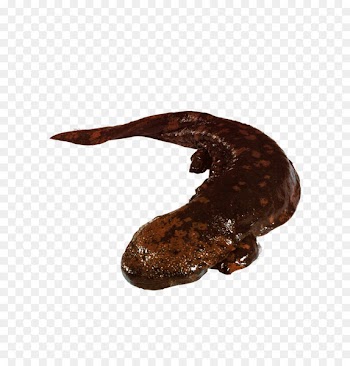 Chinese giant salamander Japanese giant salamander - Giant salamander pictures 