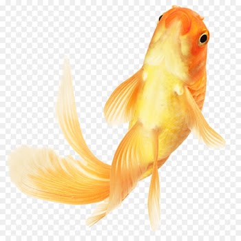Chinese Goldfish Ornamental fish - Goldfish ornamental fish material 