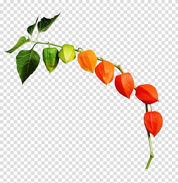 Chinese lantern Autumn Leaf, autumn transparent background PNG clipart