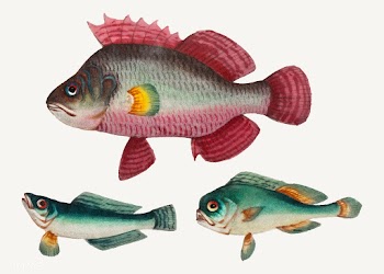 Chinese painting of one pink fish and two gre.. | Free stock vector - 544861