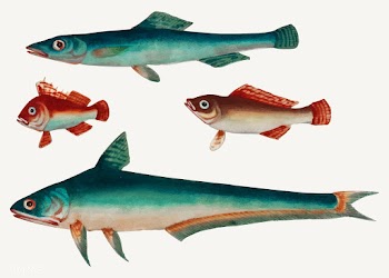 Chinese painting of two green fish and two br.. | Free stock vector - 544871