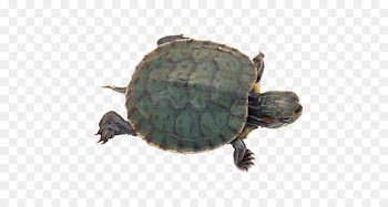 Chinese pond turtle Red-eared slider Turtles in captivity Tortoise - african spurred tortoise 