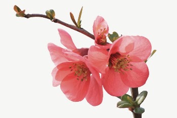 Chinese quince flower collage element | Free PSD - rawpixel