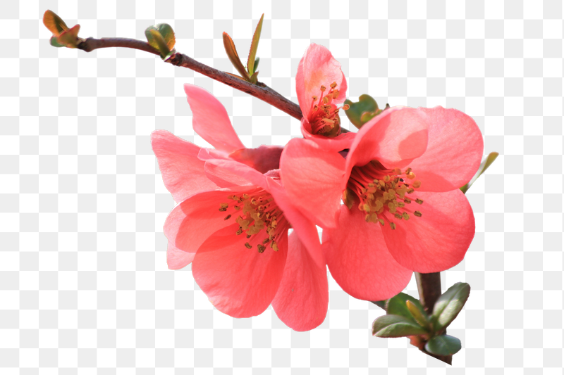 Chinese quince flower png sticker, | Free PNG - rawpixel