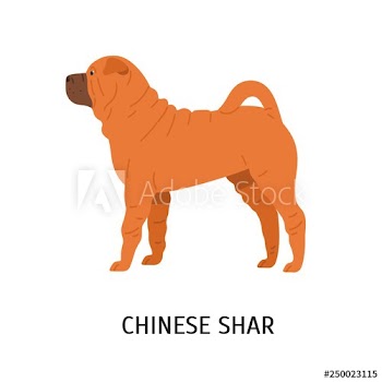Chinese Shar Pei