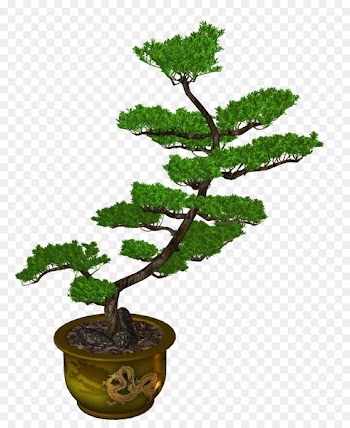 Chinese sweet plum Bonsai Flowerpot Ornamental plant Horticulture - bonzai frame 