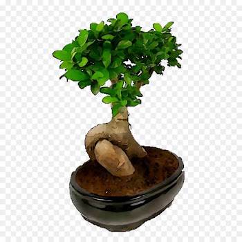 Chinese sweet plum Bonsai Flowerpot Tree Glass -  