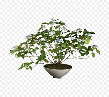 Chinese sweet plum Mangzhong 銀座 雨竹庵 Flowerpot Winter solstice - Japanese Bonsai 