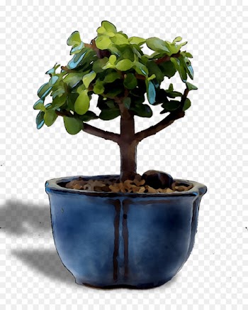 Chinese sweet plum Tree -  