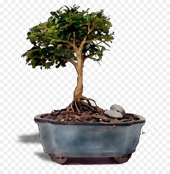 Chinese sweet plum Tree -  