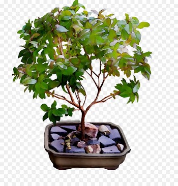 Chinese sweet plum Tree -  