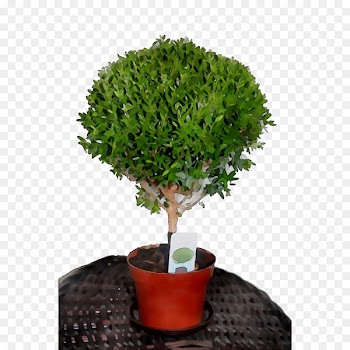 Chinese sweet plum Tree Shrub Herb -  