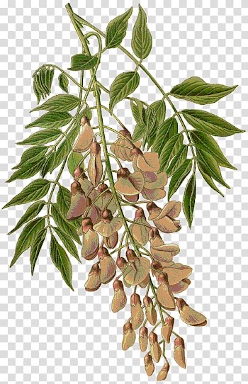 Chinese wisteria Watercolor painting Drawing, extended transparent background PNG clipart