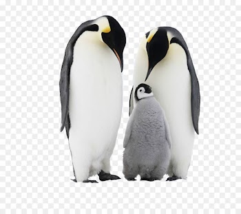 Chinstrap Penguin Antarctica Adxe9lie penguin - Cute penguin family 