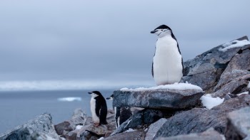 Chinstrap penguin in a colony on Two Hummock island