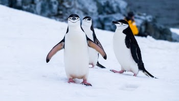 Chinstrap penguins on Two Hummock Island off the Antarctic Peninsula