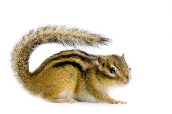 Chipmunk