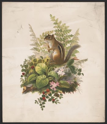 Chipmunk and ferns (1874) by Whitney, | Free Photo - rawpixel