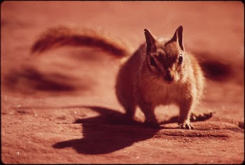 Chipmunk at Campground of Dead | Free Photo - rawpixel