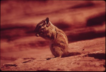 Chipmunk at Campground of Dead | Free Photo - rawpixel