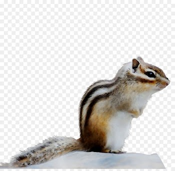 Chipmunk Fox squirrel Fauna -  