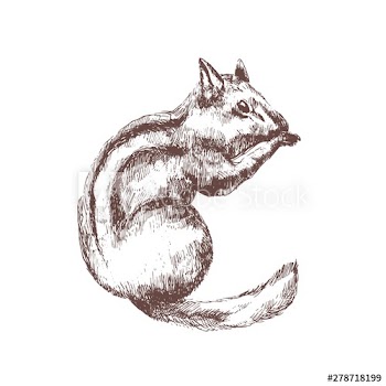 Chipmunk hand drawn with contour lines on white background