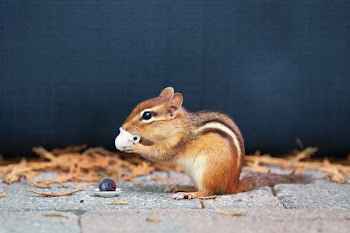 Chipmunk Holding Teapot Toy