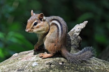 Chipmunk.jpg