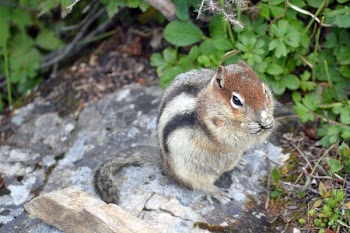 Chipmunk Munch