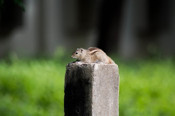 Chipmunk On Grey Concrete Pole