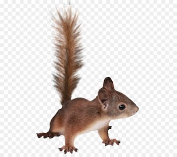 Chipmunk, Squirrel, Tree Squirrel, Vertebrate, Mammal PNG