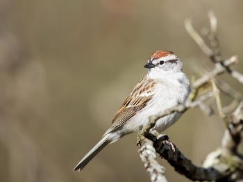 Chipping sparrow bird. Free public | Free Photo - rawpixel