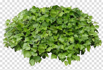Chives Leaf vegetable Lettuce Spice Food, vegetable transparent background PNG clipart
