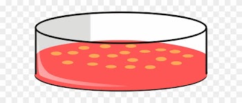 Cho Cell Petri Dish2 Clip Art - Cell Culture Petri Dish
