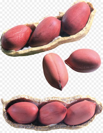 Chocolatecoated Peanut, Peanut, Peanut Butter Cup, Plant, Bean PNG