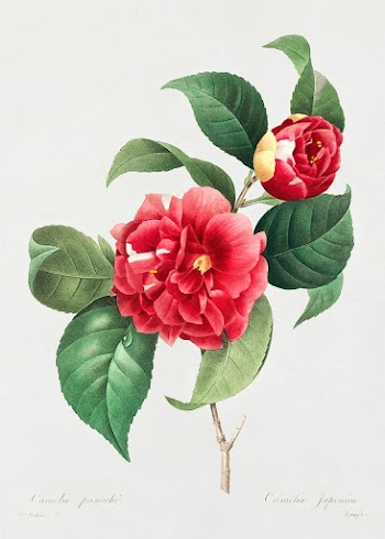 Choix des plus belles fleurs :et des plus beaux fruits (1833) in high resolution by Pierre-Joseph Redout&eacute;. Original from Biodiversity Heritage Library. Digitally enhanced by rawpixel.