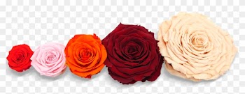 Choose Your Size - Rose Size Comparison