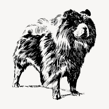 Chow Chow dog drawing, vintage | Free Vector - rawpixel