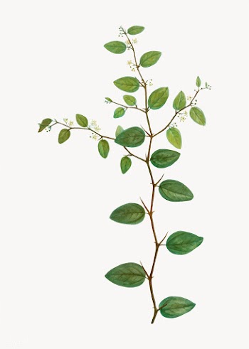 Christ's thorn branch | Free stock vector - 568204